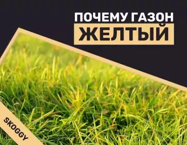Почему газон желтый