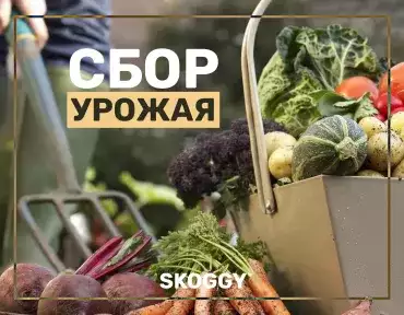 Сбор урожая