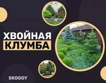 Хвойная клумба: вечнозеленое украшение вашего участка